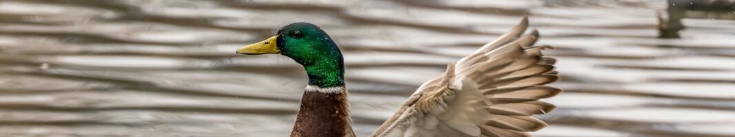 duckplyr fully joins the tidyverse!